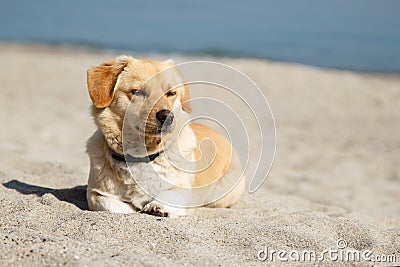 Cute mix breed dog lying on the beach with closed eyes from pleasure of the sun and the warm weather. Copy space Stock Photo