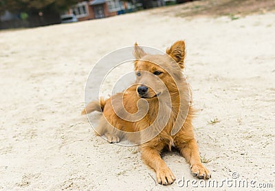 Cute mixed breed dog guarding master home Stock Photo