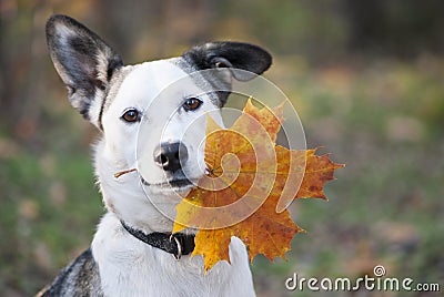 Cute mixed-breed dog holding autumn yellow leaf Stock Photo