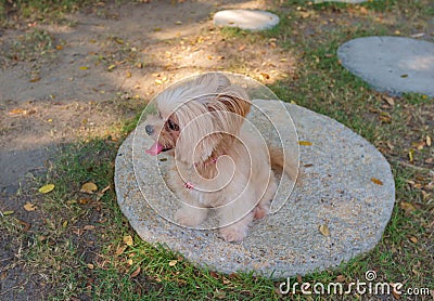 Cute Mixed Breed Dog Stock Photo