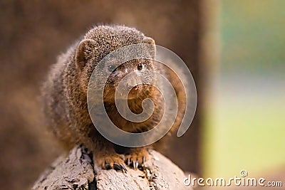 Cute mongoose close up portrait on the rock Stock Photo