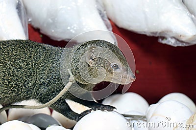 Cute mongoose. Mongoose in a shop. Stock Photo