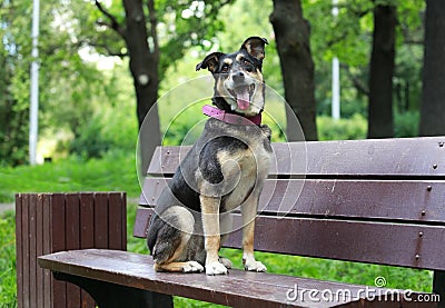 Cute mongrel dog in a collar sits on a bench in a city park Stock Photo