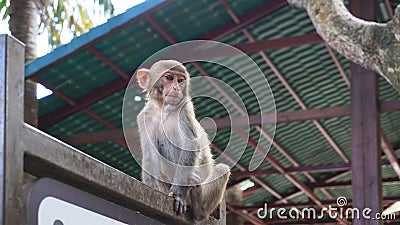 A cute monkey. China, Hainan Stock Photo