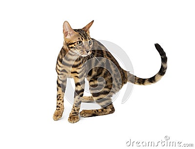 Cute 4 month old Bengal kitten with large rosettes and clean background isolated on white background Stock Photo
