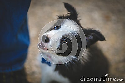 Border collie puppy Stock Photo