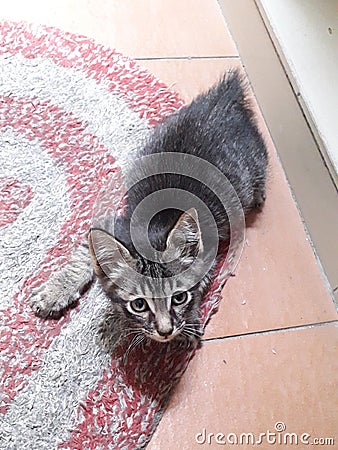 Cute 2 months old gray tabby kitten small cat stumpy short no tail like duck on red mat sad face look like want to cry at camera Stock Photo