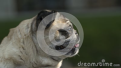 Cute mops dog Stock Photo