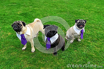3 cute mops dogs on gras field dressed up in tie Stock Photo
