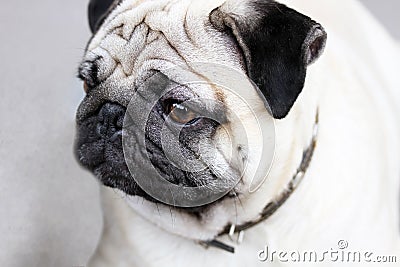 Cute mops portrait Stock Photo