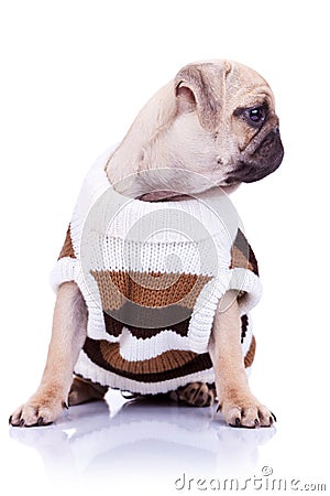 Cute mops puppy dog wearing clothes Stock Photo