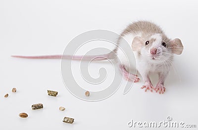 Cute mouse Stock Photo