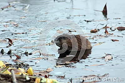 Cute muskrat swimming in the lake close up portrait Stock Photo