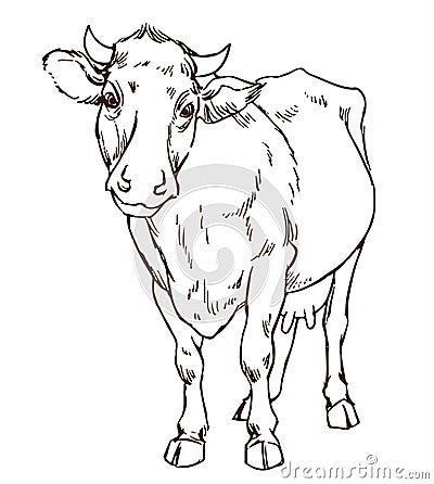 Cute naturalistic cow Vector Illustration