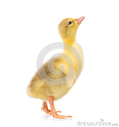 Cute newborn gosling Stock Photo