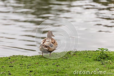 Cute Nile goose or Egyptian goose (Alopochen aegyptiacus) by the pond Stock Photo