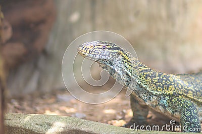 Cute Nile monitor (Varanus niloticus) is a large member of the monitor family (Varanidae) found throughout most of Sub-Saharan Stock Photo