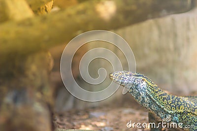 Cute Nile monitor (Varanus niloticus) is a large member of the monitor family (Varanidae) found throughout most of Sub-Saharan Stock Photo