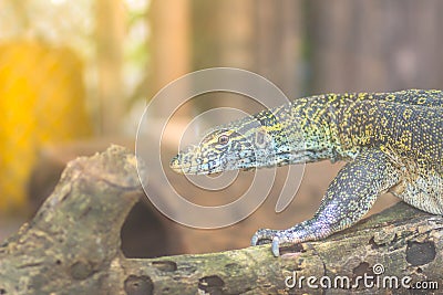 Cute Nile monitor (Varanus niloticus) is a large member of the monitor family (Varanidae) found throughout most of Sub-Saharan Stock Photo