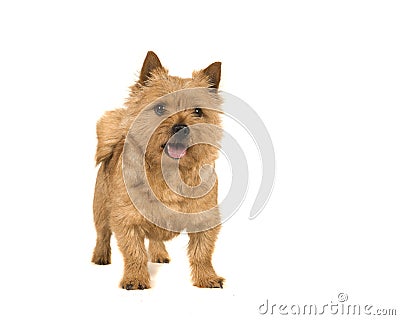 Cute norwich terrier dog standing with mouth open isolated on white background Stock Photo