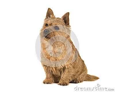 Cute norwich terrier sitting and looking up isolated on a white Stock Photo