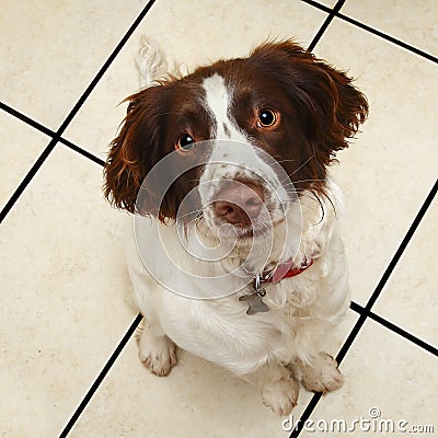 Cute obedient sitting dog Stock Photo