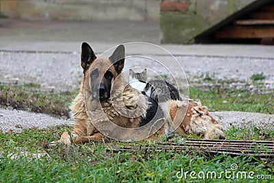 Cute old german shepherd dog looking straight at camera with sad face while guarding her small cat friend peacefully lying on top Stock Photo