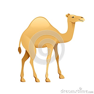 Cute one hump camel cartoon animal design flat vector illustration isolated on white background Cartoon Illustration