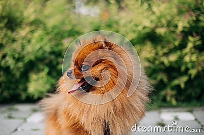 Cute orange dog breed Pomeranian Spitz looks to the side on a background of greenery Stock Photo