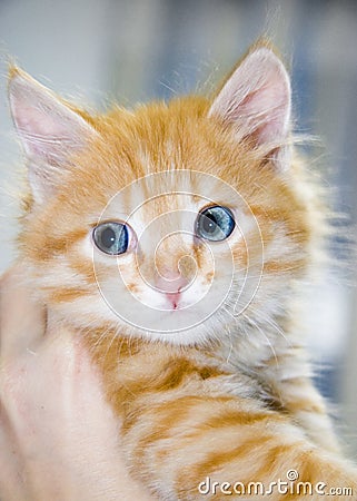 Cute orange kitten with blue eyes Stock Photo