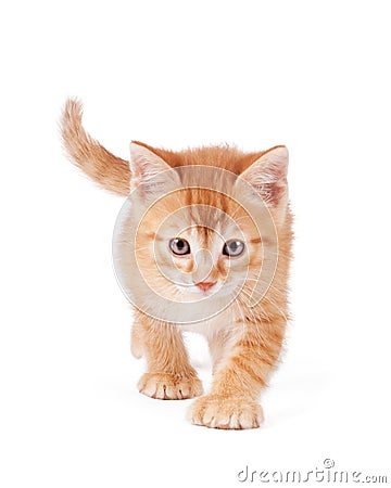 Cute orange kitten with large paws Stock Photo