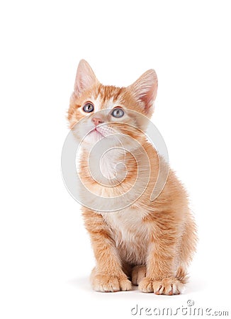 Cute orange kitten with large paws looking up Stock Photo