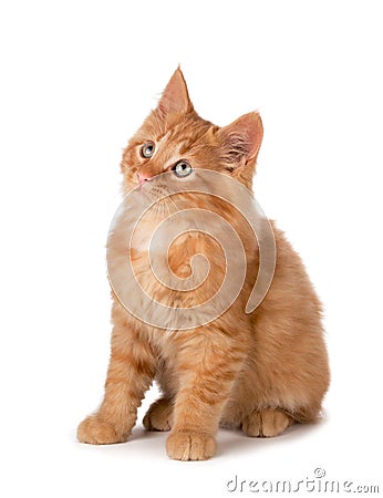 Cute orange kitten looking up on a white background. Stock Photo