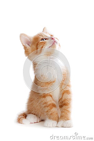 Cute orange kitten looking up on a white background. Stock Photo