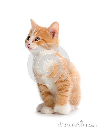 Cute orange kitten looking up on a white background. Stock Photo