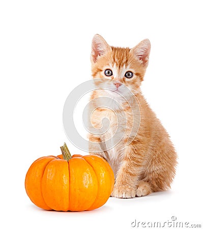 Cute orange kitten with mini pumpkin on white. Stock Photo