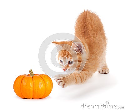 Cute orange kitten playing with a mini pumpkin on white. Stock Photo