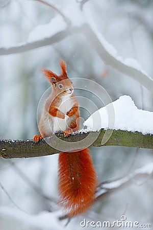 Cute orange red squirrel eats a nut in winter scene with snow, Czech republic. CCold winter with snow. Winter forest with beautifu Stock Photo