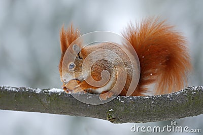 Cute orange red squirrel eats a nut in winter scene with snow, Czech republic Stock Photo