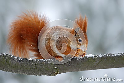 Cute orange red squirrel eats a nut in winter scene with snow, Czech republic Stock Photo