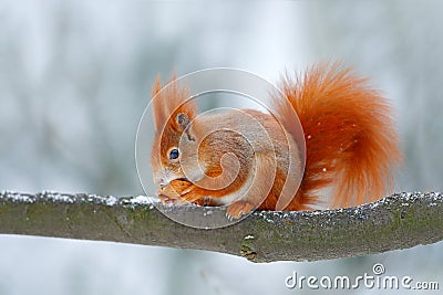 Cute orange red squirrel eats a nut in winter scene with snow, Czech republic. Wildlife scene from snowy nature. Animal behaviour. Stock Photo