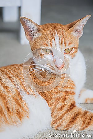 Cute orange short hair siamese cat Stock Photo