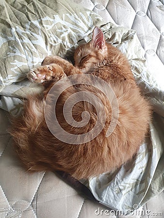 Cute orange teenager one year old cat with short stumpy tail sleeping on mattress queen sized bed in curling fetal position Stock Photo