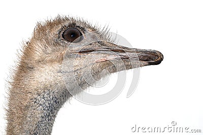 Cute ostrich with huge beautiful eyes on a white background Stock Photo