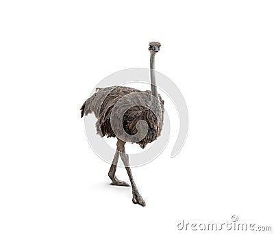 Cute ostrich isolated on white background. Stock Photo