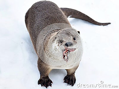 the Cute otter Stock Photo