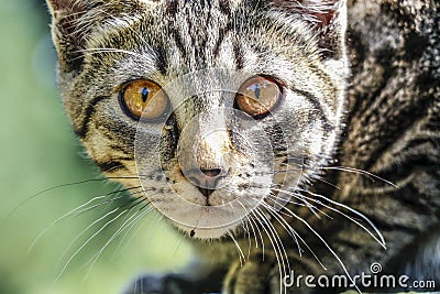 Cute Outdoor house cat Stock Photo