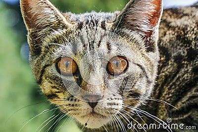 Cute Outdoor house cat Stock Photo