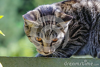 Cute Outdoor house cat Stock Photo