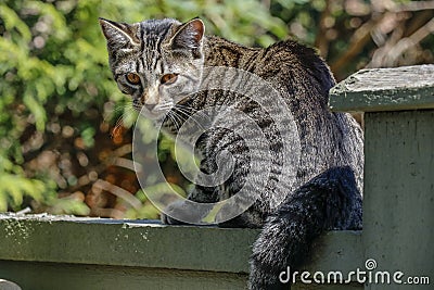 Cute Outdoor house cat Stock Photo